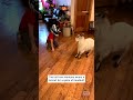 Boy And Goat Headbutt Each Other Shorts
