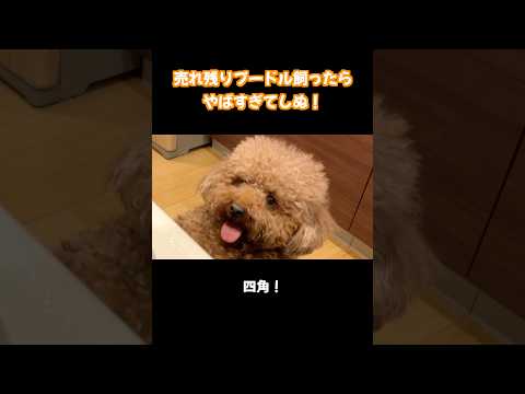 この犬やばすぎて…笑 #トイプードル