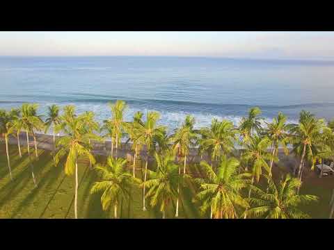 4K PALM TREES TOWARDS OCEAN/FREE STOCK VIDEOS/NON COPYRIGHT VIDEOS