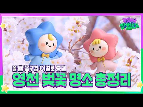 올해 봄, 꽃구경은 영천으로｜벚꽃 명소 총정리