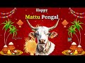 Happy Mattu Pongal Status Wishes Video Greetings Messages Happy Pongal Whatsapp Status 2026