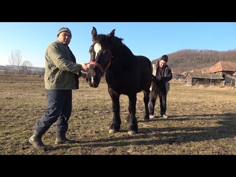 Caii lui Cristi de la Santa Maria, Salaj - 2020 Nou!!!