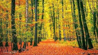 Soothing Autumn Music 🍁 Stop Overthinking, Peaceful Soothing Instrumental Music