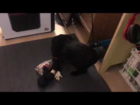 Hamlet Plays With Jibber Jabber