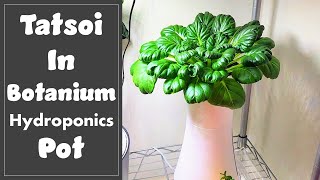 Growing Tatsoi in Botanium Hydroponics Indoor Gardening Pot, Tah Tsai, salad greens, tabletop