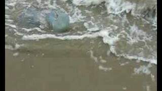 preview picture of video 'Jellyfish on Llansteffan beach being hit by waves'