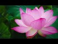 Nam Myoho Renge Kyo Daimoku 60 Min Nammyohorengekyo Buddhism NichirenDaishonin Wjoreilly
