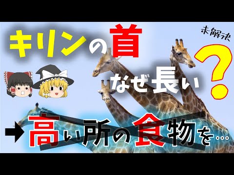 キリンの首はなぜあんなに長いのでしょうか?