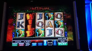 Download lagu Wild Life BONUS!   15 Spins plus drunk gawkers!! mp3