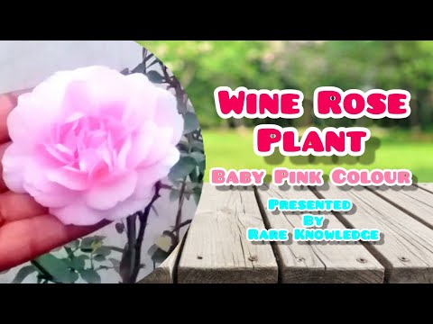 10 - Wine Rose Plant || Baby Pink Colour || Flowers Overview || Gardening With Rahima