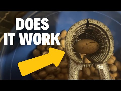 Amazon Nutcrackers