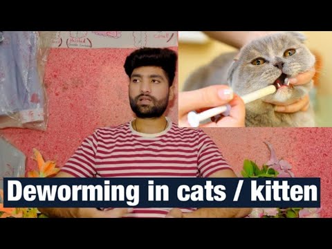 Cat deworming | How to deworm Cats and kittensI Symptoms of Cat worms | Cat deworming is necessary |