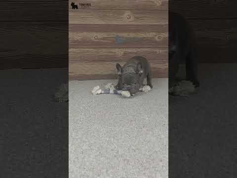 Video 5