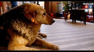 Пёс Паша - начальник проспекта в Кадыкёй - Köpek Paşa - Pasha the Dog