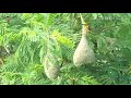 Sapno Bhara Ek Ghar Banayenge Little BIRD