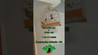 BIG C NETO 390 X ÓPERA 320 - CRIATÓRIO PRORROGAÇÃO