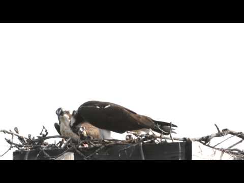 Osprey Mama feeding THREE chicks