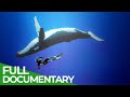 Our Oceans Unlocking The Secrets Of The Underwater Free Documentary Nature