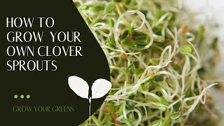 Grow Your Own Red Clover Sprouts