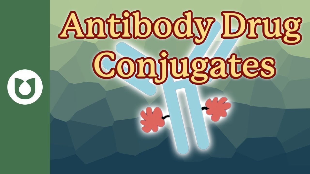 Antibody-Drug Conjugates Explained: A Promising  New Option in Myeloma Care 