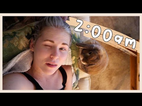 Following My Rabbit's Routine for 24 Hours