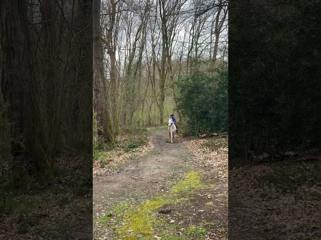 Cheval &agrave; vendre - Alfi, cheval au grand c&oelig;ur