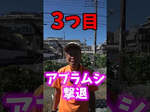 Colocasia esculentaの茎と根茎