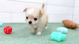 チワワ（ロング）の動画01