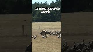 buitres atacando vaca viva