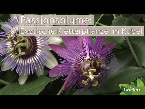 , title : 'Passionsblumen: Diese Kletterpflanzen sorgen für Urlaubsstimmung | MDR Garten'