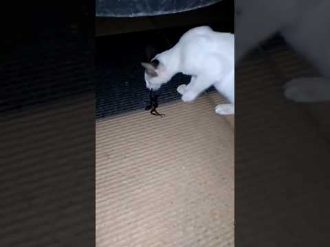Cat vs Spider_Arch Dhanu