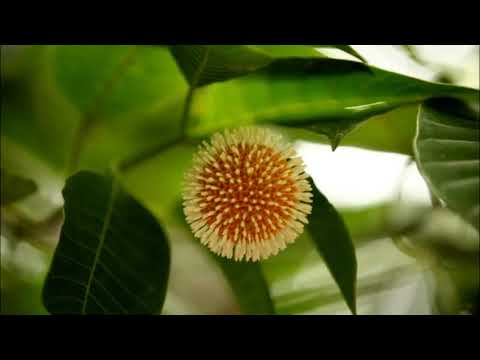 Badal diner prothom kodom phul. Aditi Mohsin