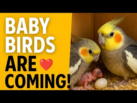How to Breed Cockatiels (Part 1) — From Pairing to First Egg | Step-by-Step Breeding Setup