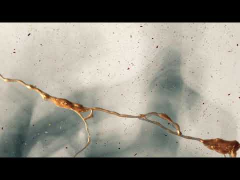 Roland Klinkenberg Feat. DJ Remy - Mexico Can Wait (Baunder Unofficial Remix)