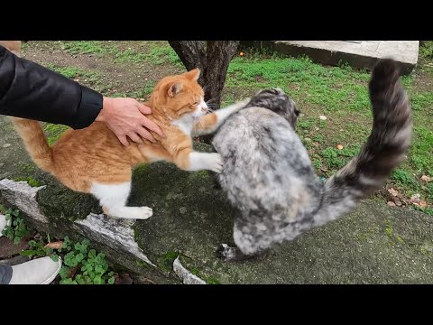 Two stray cats live in the same area but don't like each other at all