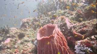 preview picture of video 'Pulau Weh Scuba Diving 2012 with Canon G12'