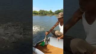 Download lagu Kampung Budidaya Ikan Bandeng Ujung Pangkah mp3