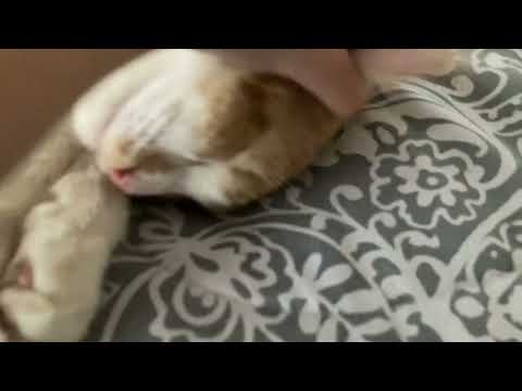 Rosendo gets pampered by Faunita