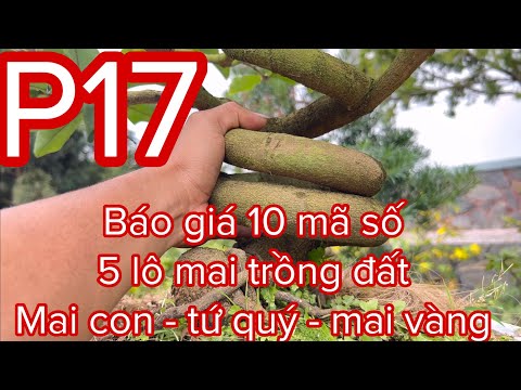 🔴 Hết Hàng 🔴