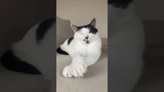 クロス寝 #猫 #cat #うめと申しますけども #猫のいる暮らし