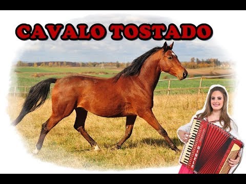CAVALO TOSTADO - GISELE RISSI