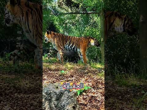 لن تصدق عينيك! 😱 صور غريبة ستجعلك تنظر مرتين قبل أن تفهمها! 🐅🐈