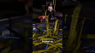 Powering With Electric Eels 😮