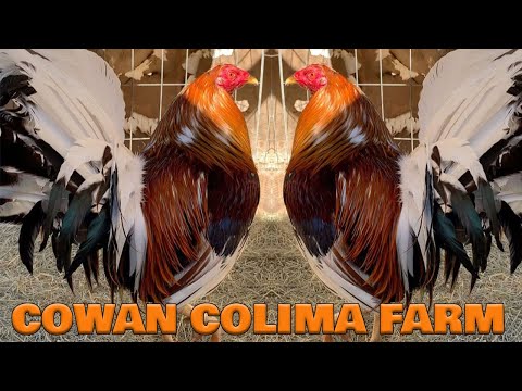 Beautiful Birds Cowan By COLIMA FARM SoCal Farm Visit