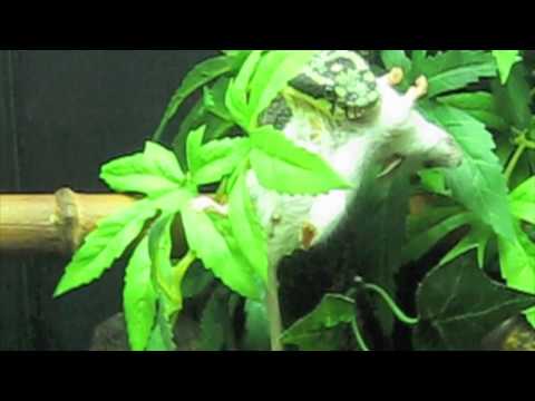 download lagu mp3 mp4 Trimeresurus Trigonocephalus, download lagu Trimeresurus Trigonocephalus gratis, unduh video klip Trimeresurus Trigonocephalus