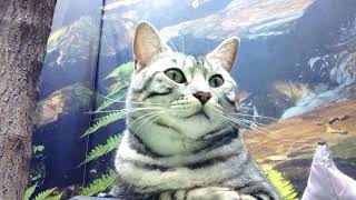 静かな癒しの可愛い猫動画　2026年7月15日　水曜日　京都ひょう猫の森リアルタイム　じっくり森の女王ルリさまを見る動画　KYOTOBENGALCAT’SFOREST