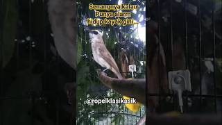 Download lagu trucukan ropel jadi alarm. #trucukangacor #trucukanropel #trucukanropelpanjang #kicaumanianusantara mp3