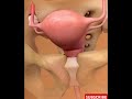 Understanding Female Anatomy Female Organs Explained