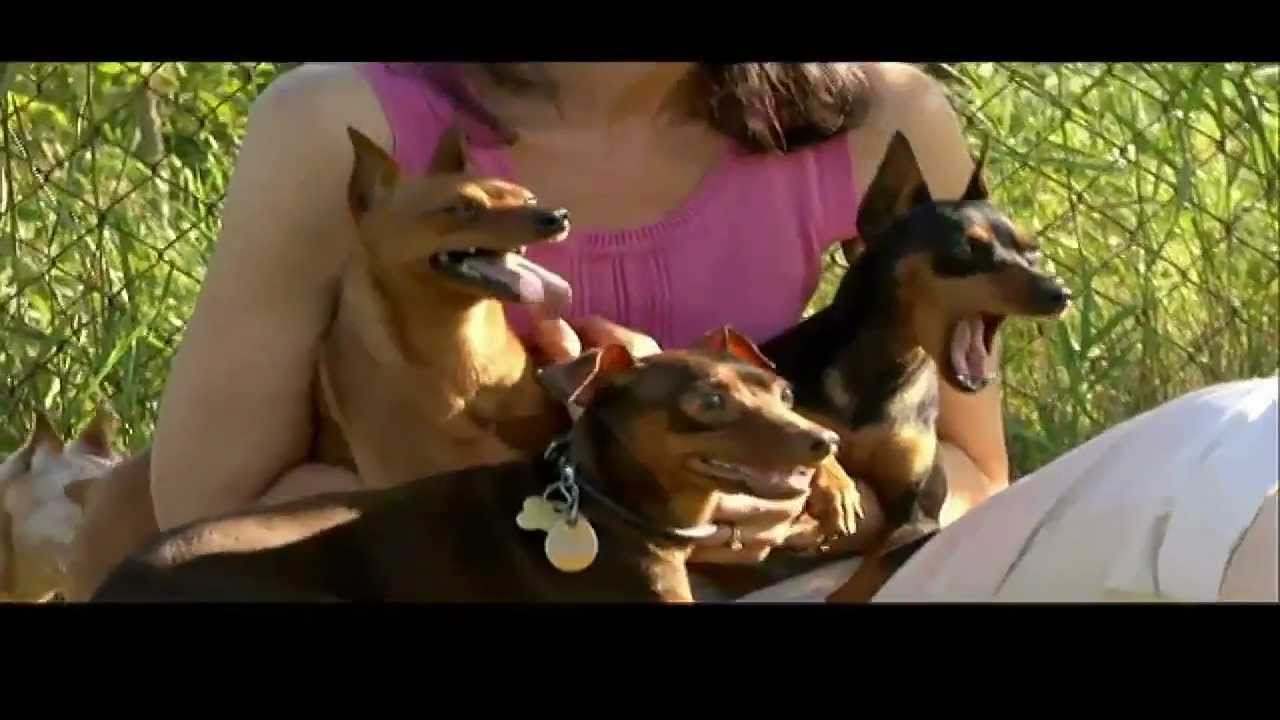 DOGS 101: Miniature Pinscher