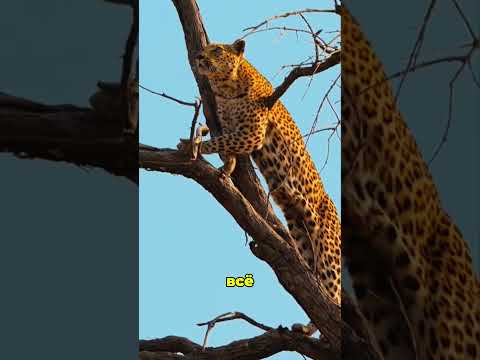 Обезьяна дразнила леопарда — и поплатилась за это 🐒🐆